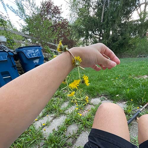 dandelion picture