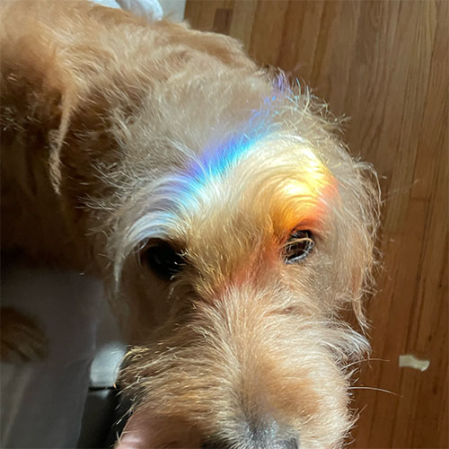 dog picture